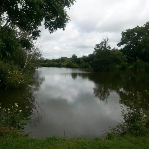 Mallard View 6 (1).jpg